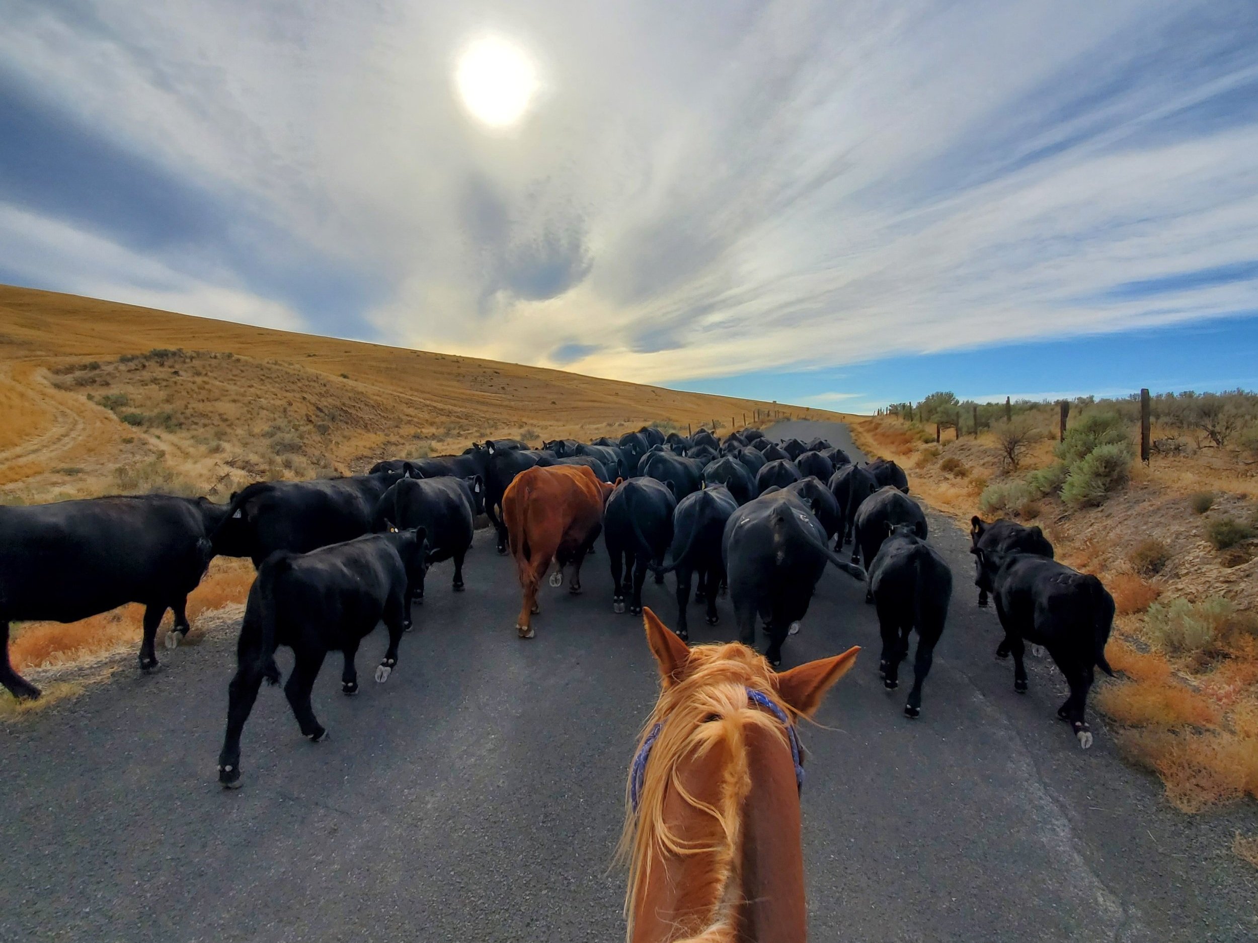 Cattle herding scene from a horseback perspective, featuring a mix of black and brown cows moving along a rural road under a bright sun and expansive sky, with dry grass and hills in the background.