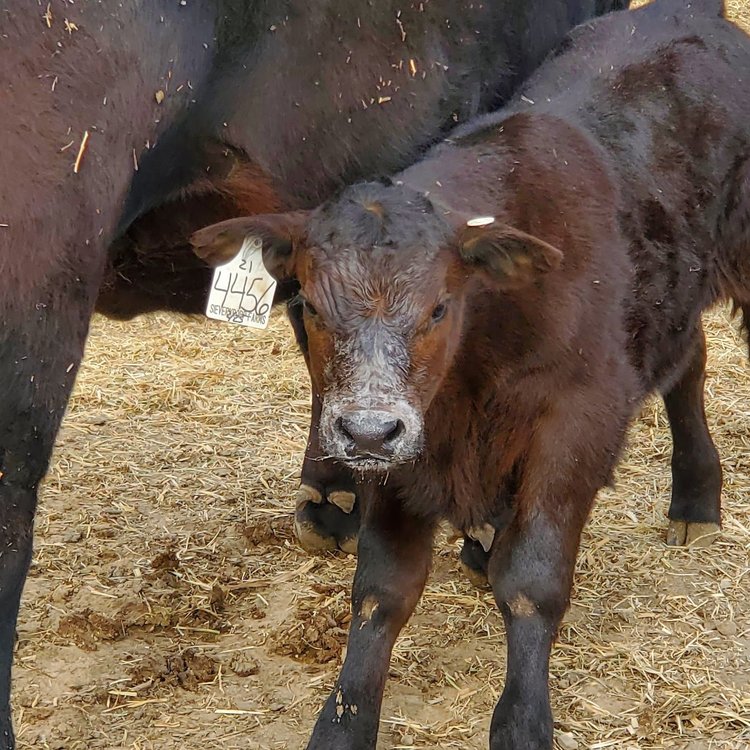 IMG_20210403_052636_584 Calf standing beside its mother in a barn, with a visible identification tag on the calf. The scene features straw on the ground, highlighting a farm environment.